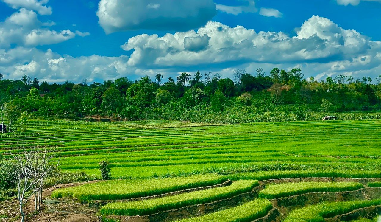 Ruộng bậc thang Chư Sê